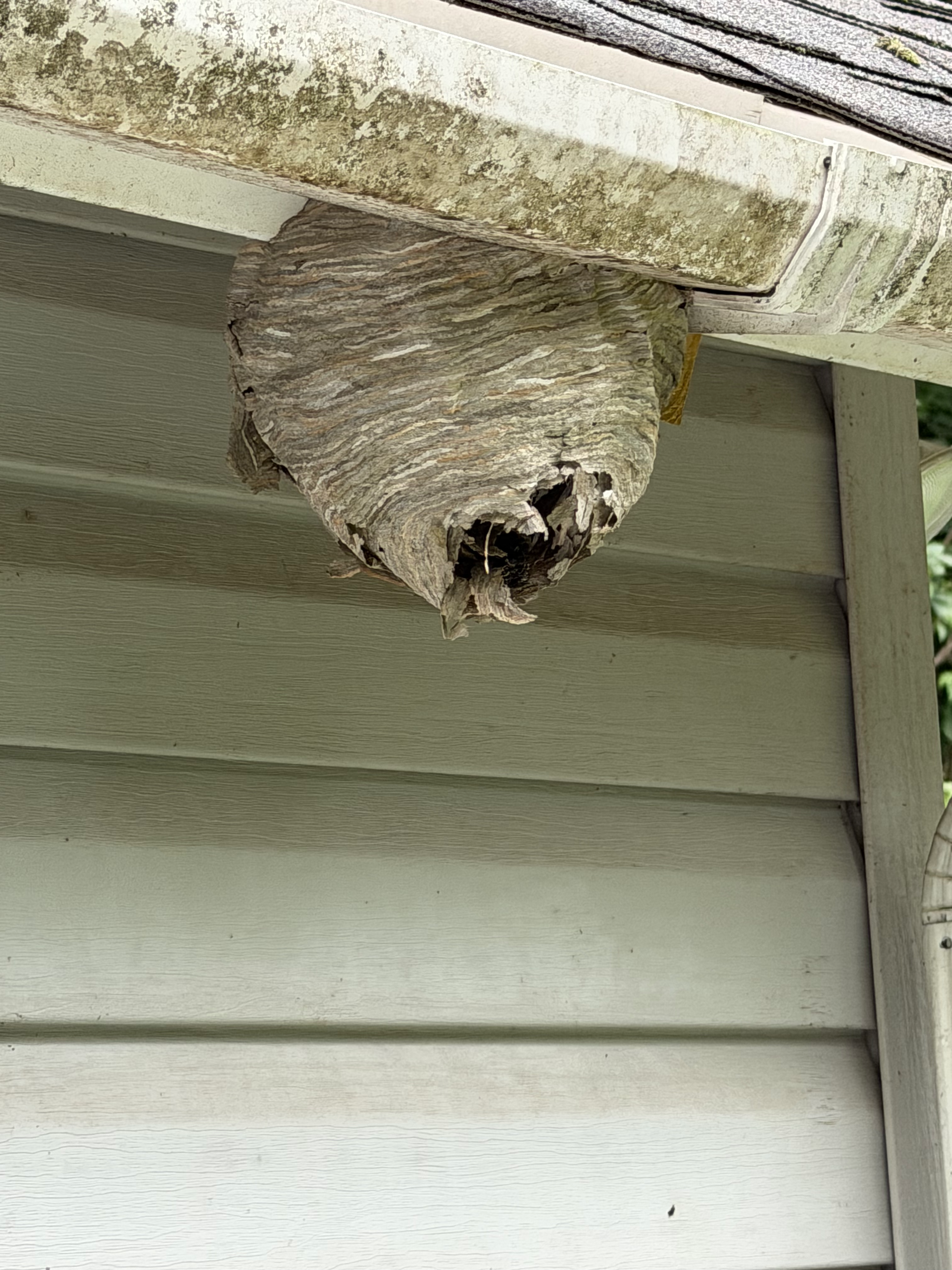 Bald-faced hornet nest on the exterior siding of a Michigan home