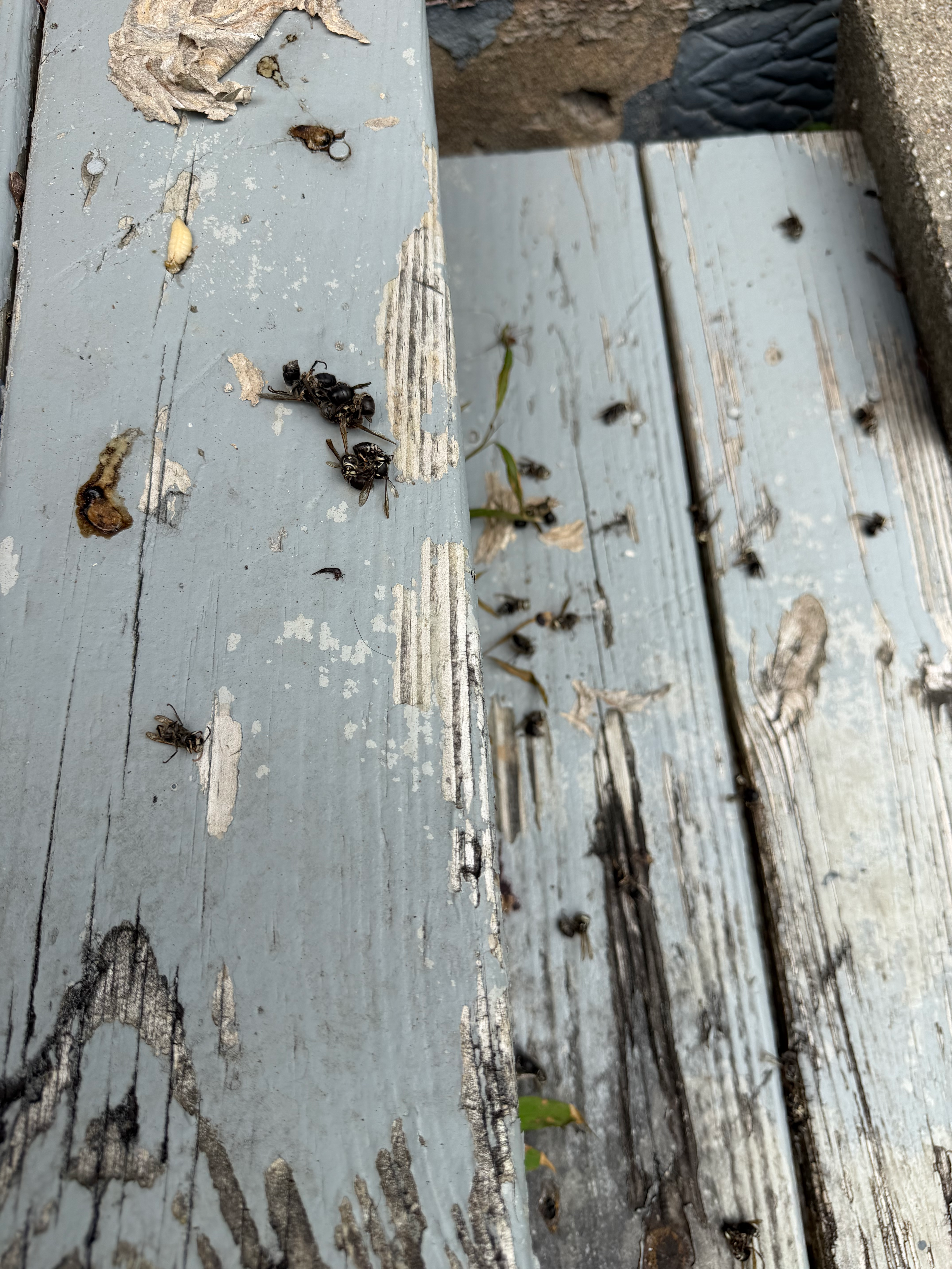 Dead bald-faced hornets on a step after professional treatment by CE Solution