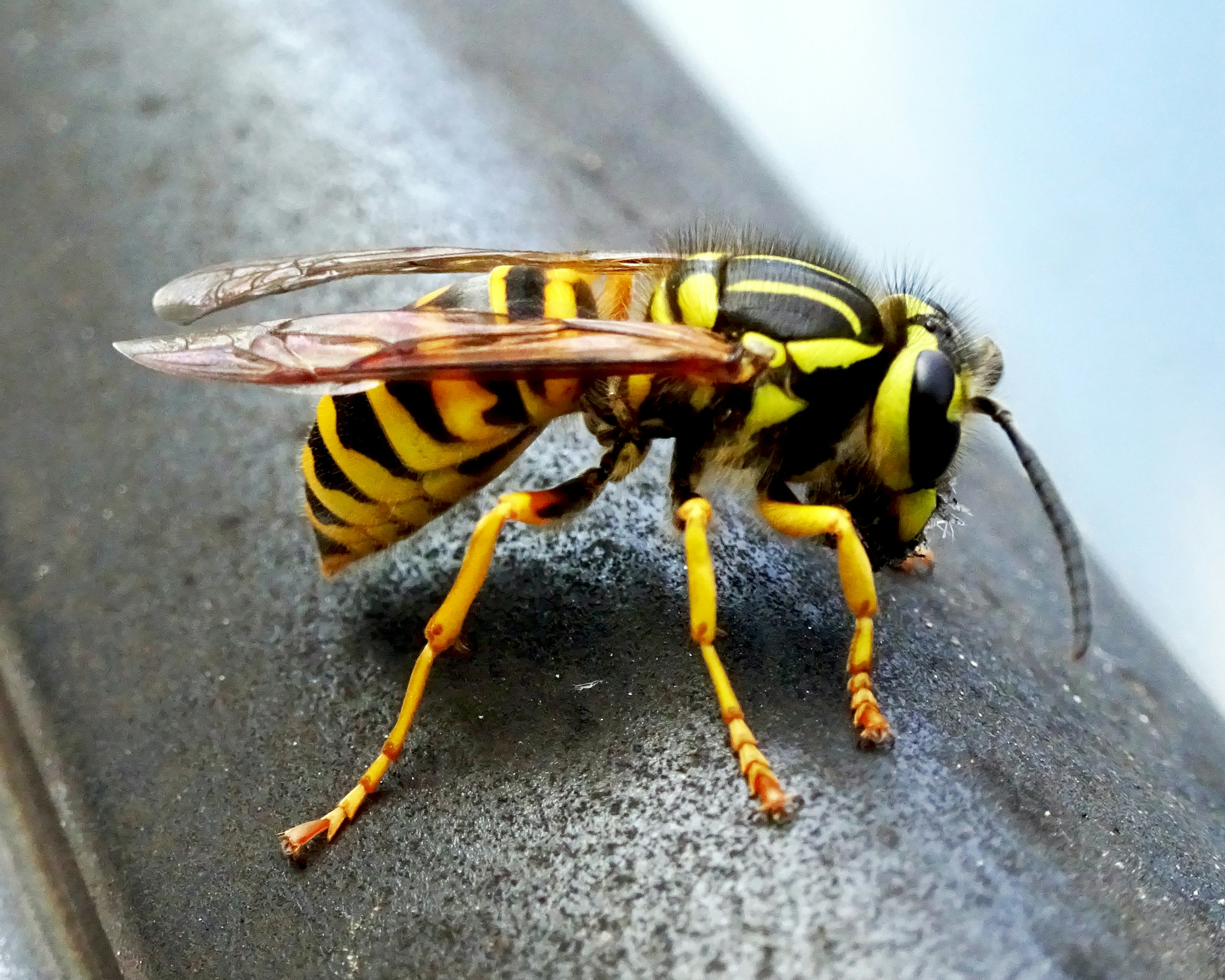 Bee and wasp control services throughout Michigan and Indiana